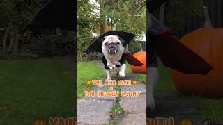 Your Birth month = your Halloween costume  #pug #dog #shorts #halloween