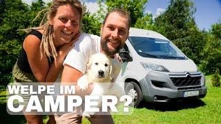 HUNDEWELPE IM VAN I Geht das gut? I EIN TAG mit unserem Welpen im Camper I Vanlife Vlog #82