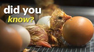 What Homesteaders Aren't Telling You: Incubating and Hatching Chicken Eggs