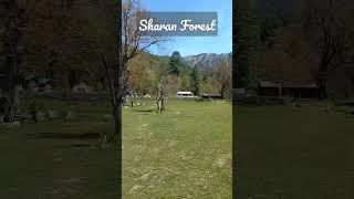 Sharan Forest near Kaghan | #Pakistan #shorts #youtube
