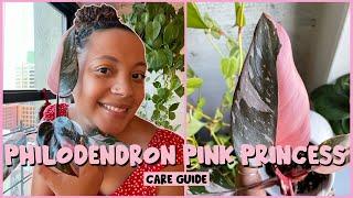 PHILODENDRON PINK PRINCESS Care Guide 