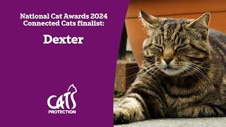 Dexter | The cat who 'works' in a village shop | National Cat Awards 2024