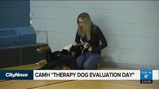 CAMH holds 'Therapy Dog Evaluation Day'