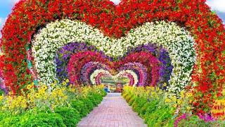 Dubai miracle Garden 2024|| worlds largest natural garden || walking tour