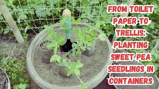 From Toilet Paper to Trellis: Planting Sweet Pea Seedlings in Containers #sweetpeas #gardeningtips