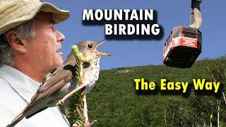 BIRDING on Mountaintops the EASY Way