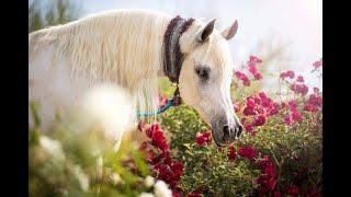 ПРЕКРАСНЫЙ НАШИД: КОННЫЙ КЛИП. BEAUTIFUL NASHID: Clip Beautiful Horses