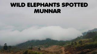 MUNNAR - WILD ELEPHANTS #elephantattack  - MAY 2024