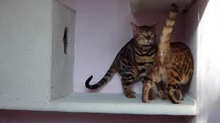 My wife"s clouded bengal cats.