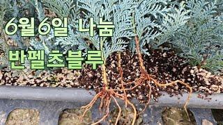 6월6일 사비자연농원 나눔 반펠츠블루