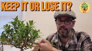 How I prune my Ficus Bonsai (2), My Bonsai therapy