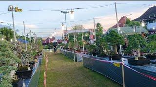 BONSAI PONOROGO TERBAIK DAN TERMAHAL ADA DI SINI SUPER KEREN