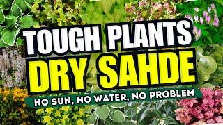  Top 15 Tough Plants for Dry Shade Spots!  NO SUN, NO WATER, NO PROBLEM! 