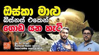 ඔස්කා මාළු ගැන හැමදේම විනාඩි 30 කින් | Everything you need to know about Oscar fish in Sinhala