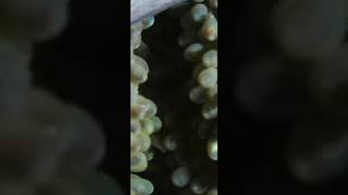 life of octopus and children's