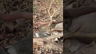 Selfbow vs Buck #novembersouth #hunting #selfbow #bowandarrow #outdoor #traditionalbowhunting #deer