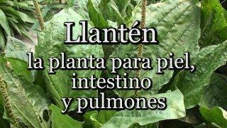 Llantén: la planta para piel, intestino y pulmones (con Josep Pàmies)