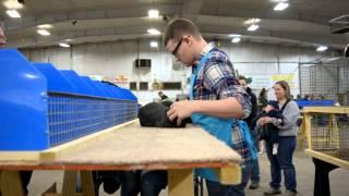 Rare Silver Rabbits - BLACKS - 2015 National Show