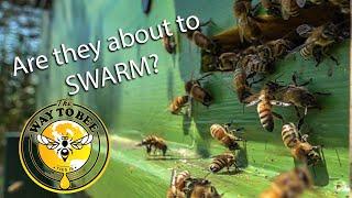 Are the bees Swarming, Being Robbed, or Orientating? Let's find out.