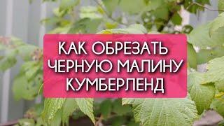 Как обрезать черную малину КУМБЕРЛЕНД. Летняя и осенняя обрезки