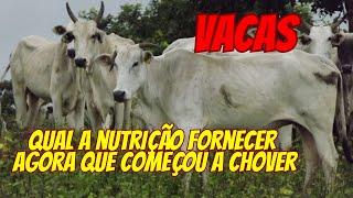 Qual suplemento mineral fornecer para vacas de cria ?