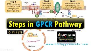 Structure of G Protein Coupled Receptor (GPCR) ||Steps in G Protein Coupled Receptor Pathway