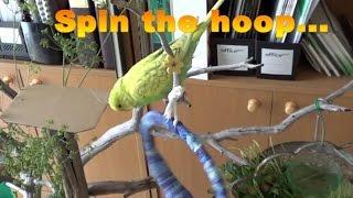 AERIAL ACROBAT Budgie Style - Vlog #4 | PEDRO the Budgie Video #7