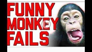 The Ultimate Funny Monkey Compilation    Monkey Fails by FailArmy