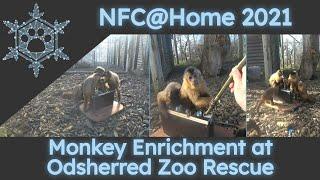 Monkey enrichment at Odsherred Zoo Rescue, charity | NFC@Home2021