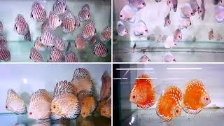 Discus Fish at Aquafarm International!