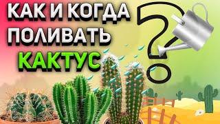 Как поливать кактус? Когда поливать кактус? Уход за кактусом.