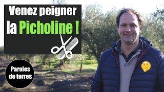 Récolte de l'Olive, je vous explique tout ! Paroles de Terres - Saison 3 #12