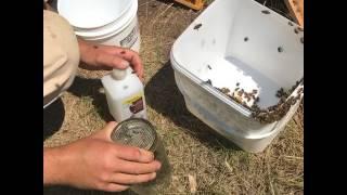 How to do an Alcohol Mite Wash for Varroa Monitoring