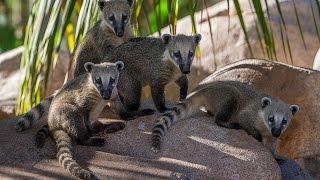 Cute Coati Siblings Explore New Habitat