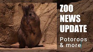 Zoo News | Potoroos, Storms & Milestones