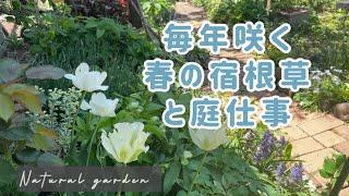 【森庭の可愛い宿根草】石積みや花苗の植え付け作業