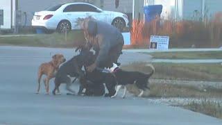 KPRC 2 witnesses vicious dog attacks during report in Liberty County