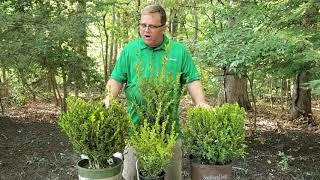 Boxwood The Versitile Shrub