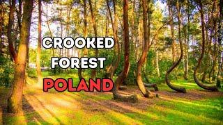 Crooked Forest Poland