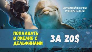 Поплавать с дельфинами за 20$ | Жизнь на Бали