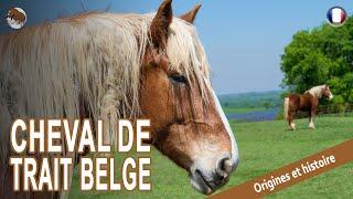 CHEVAL DE TRAIT BELGE, des chevaux qui était autrefois les plus convoités, ORIGINE DES RACES