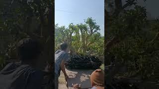 big cianci #bonsai #bonsaimame #shorts #youtubeshorts #bonsaitips #komunitasbonsai