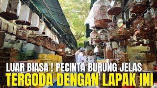 MURAH BRO ! SEMUA PECINTA BURUNG PASTI TERGODA DENGAN LAPAK FULLSTOCK INI