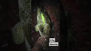 Grouper on Zman Hot chartreuse  #fishingingoa #shortvideo #shorts