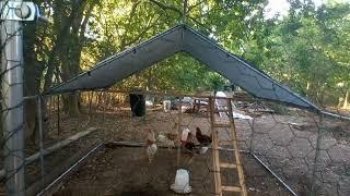 Large Metal Amazon Chicken Run/Separating Roosters & Hens