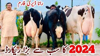 Rana Dairy Farm | Top class Garlando Cows HF Cows And Friesian cows | 7 July 2024