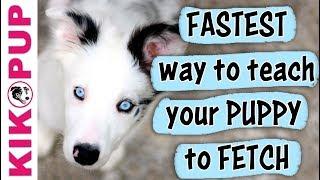 The FASTEST and EASIEST way to teach a PUPPY FETCH