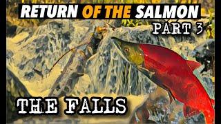 RETURN OF THE SALMON 3: THE FALLS