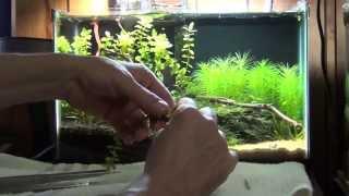 How To Trim Aquatic Stem Plants