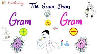 The Gram Stain (Gram-Positive vs Gram-Negative) and Bacterial Structure | Microbiology 